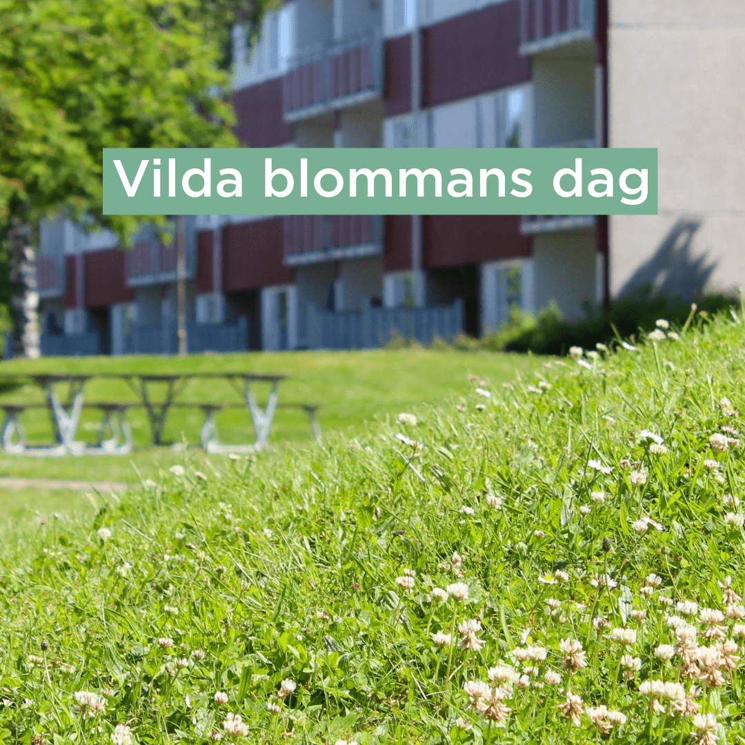 Vitklöver i gräsmatta på Årstiderna Solgatan Bjuv