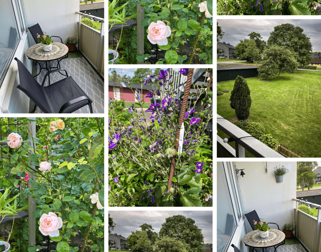 Klematis och rosa rosor i trädgård samt lavendel och pelargon på balkong.