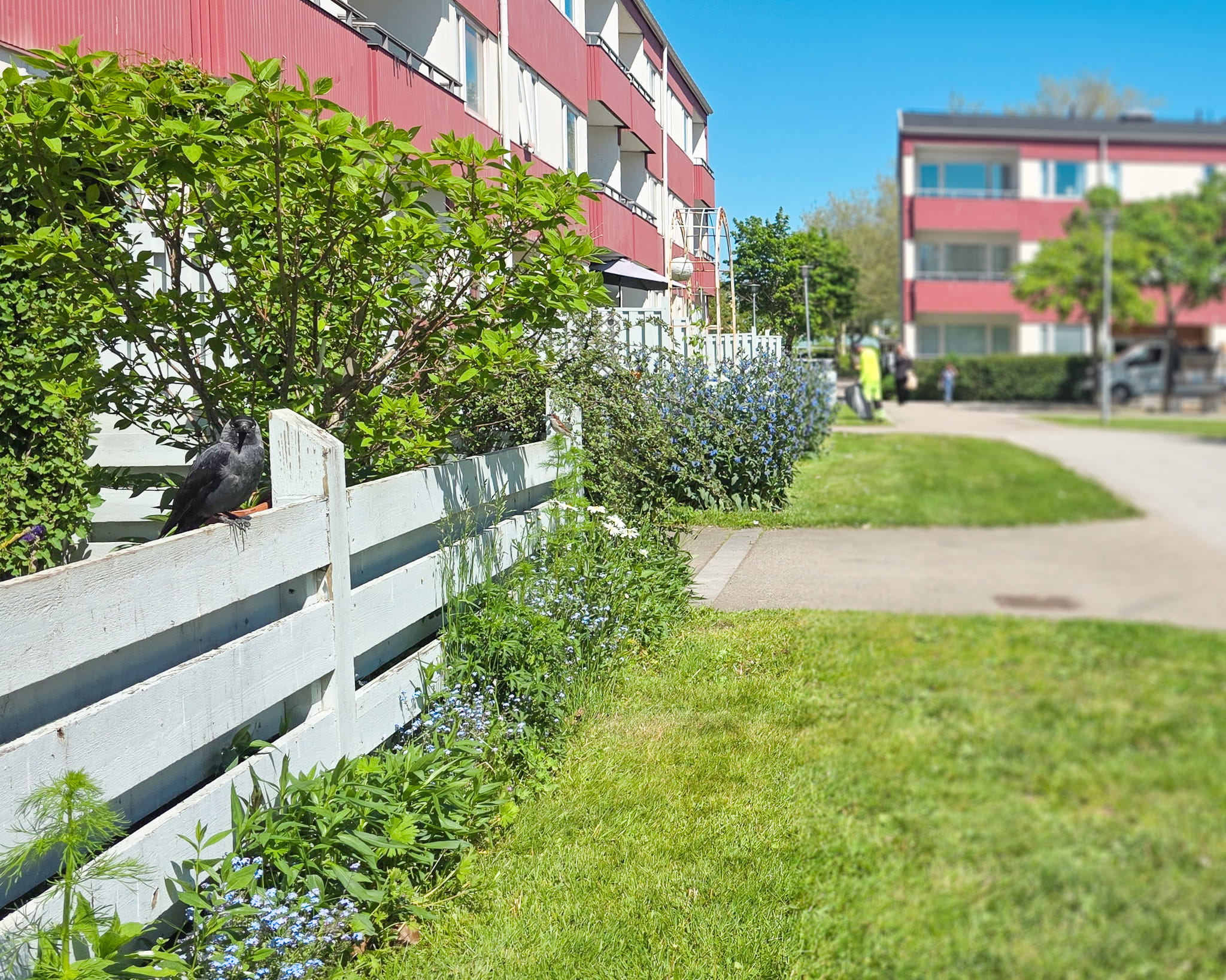 Trädgård på Vintergatan på Årstiderna i BJuv