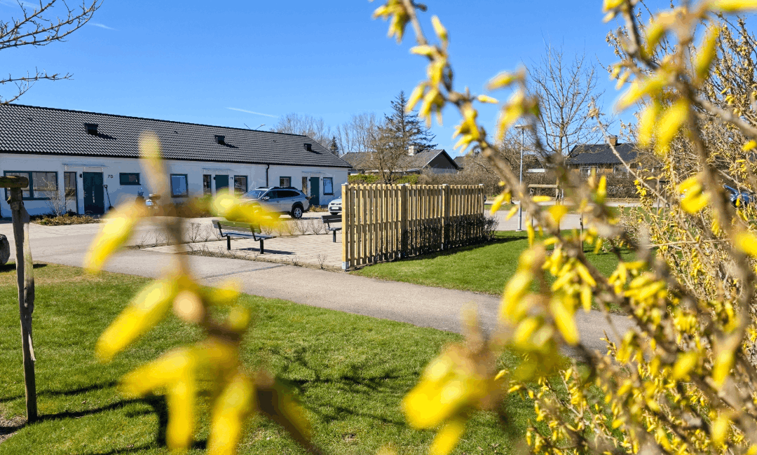 Forsythia och uteplats med radhus i bakgrunden, Sofias gata Billesholm