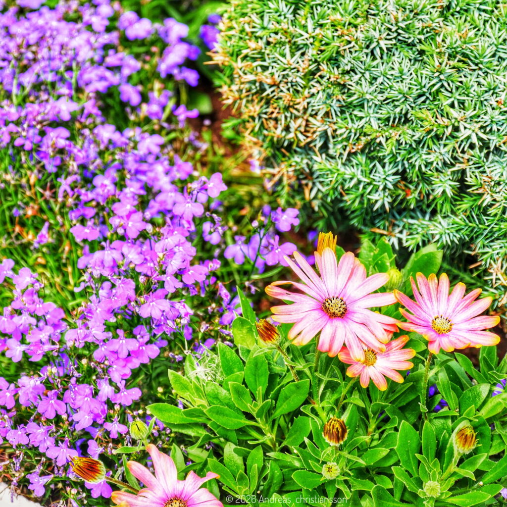 Lila och rosa blommor i en plantering på Bjuvshem.